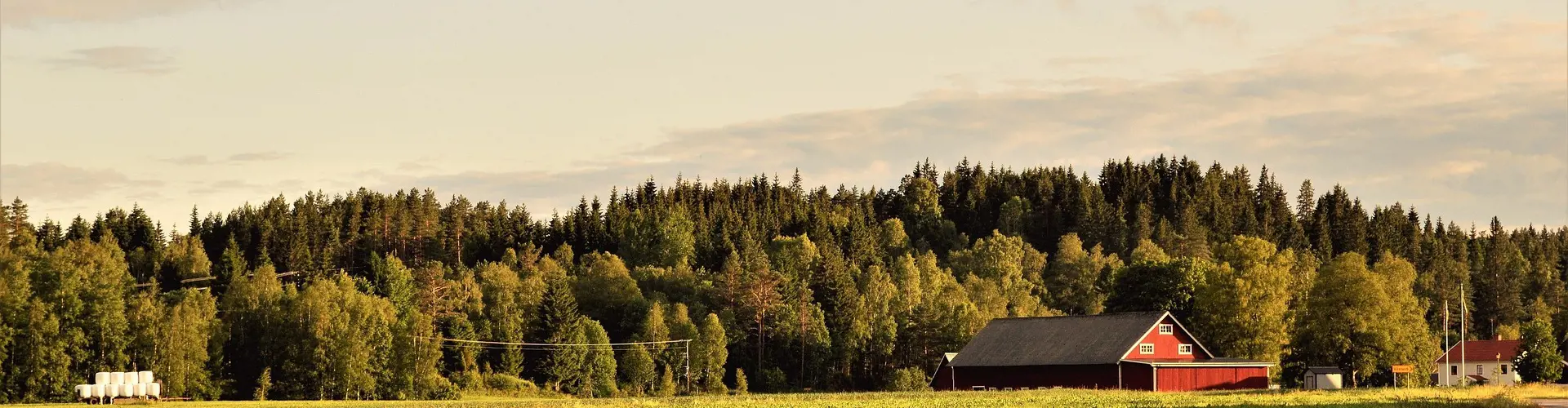 Forest G707cffcd6 1920